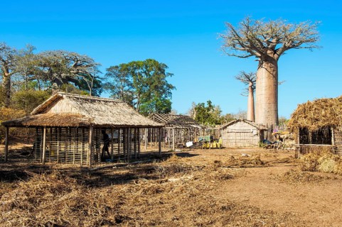Baobab tree (Adansonia grandidieri) and traditional thatched houses