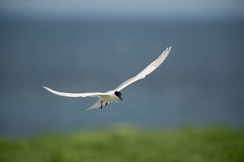 Sandwich Tern (Thalasseus sandvicensis) in flight