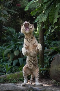 White Bengal Tiger (Panthera tigris tigris) standing on its hindlegs
