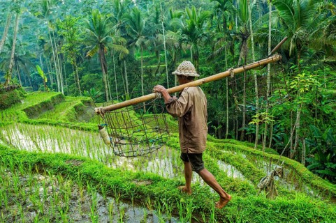 Farmer working in the rice terraces