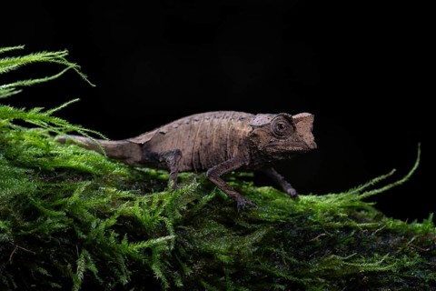 Plated leaf chameleon (Brookesia stumpffi)