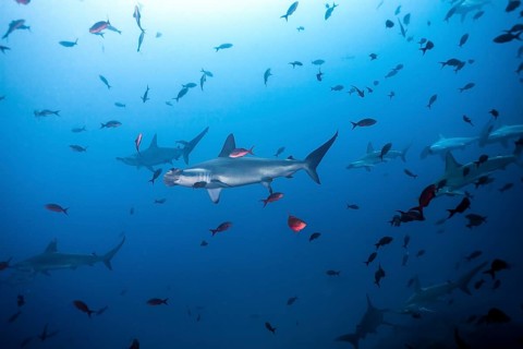 Scalloped Hammerhead Shark (Sphyrna lewini)