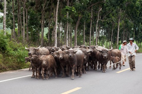 Herdsman driving Water Buffaloes (Bubalus arnee) on a road