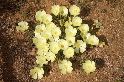 Pietsnot (Grielum humifusum)