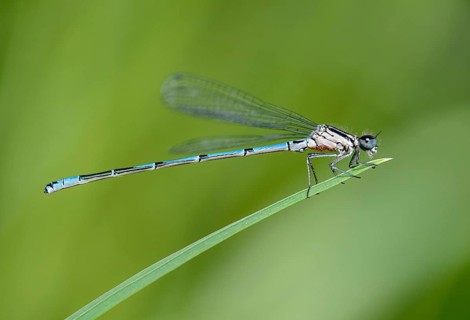 Azure Damselfly (Coenagrion puella)