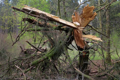 Wind breakage