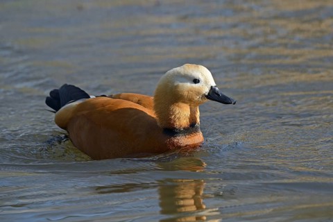 Ruddy Shelduck (Tadorna ferruginea)