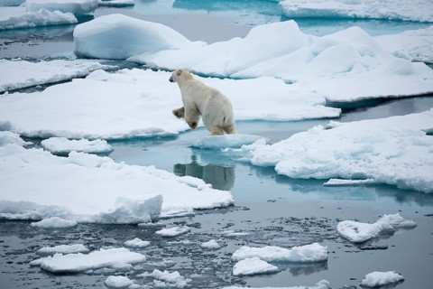 Polar bear (Ursus maritimus) jumps from ice floe to ice floe
