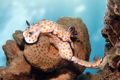 Hypselodoris pulchella (Hypselodoris pulchella