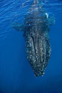 Humpback Whale (Megaptera novaeangliae)