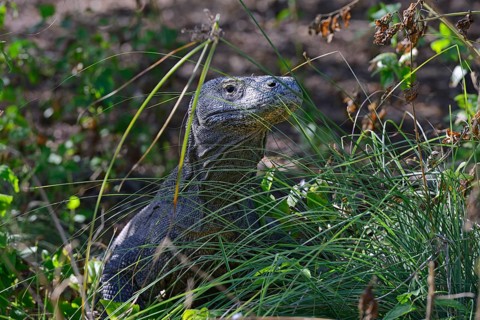 Komodo Dragon (Varanus komodoensis)