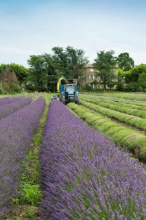 Lavender harvest