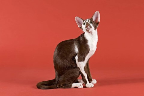Oriental Shorthair cat