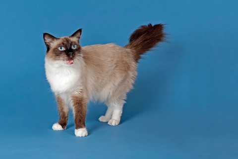 Ragdoll cat
