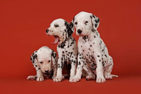 Three Dalmatian puppies