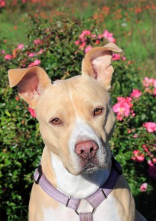 American Pit Bull Terrier