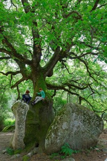 Mighty old oak (Quercus sp.) splitting a stone
