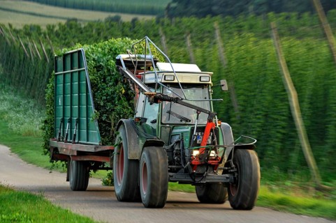 Hop harvest