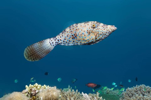 Scrawled Filefish (Aluterus scriptus) over coral reef