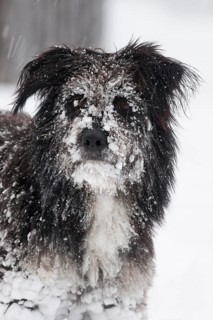 Tibetan Terrier mix