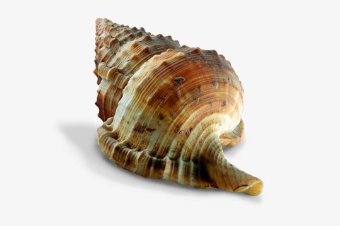 Sea snail