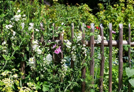 Overgrown wooden fence of a cottage garden