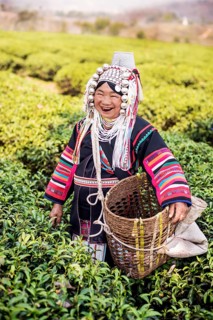 Akha hill tribe woman picking tea