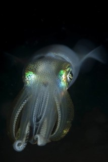 Bigfin Reef Squid (Sepioteuthis lessoniana)