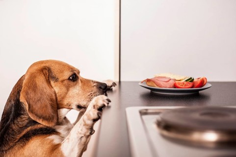 Beagle begging for food in the kitchen