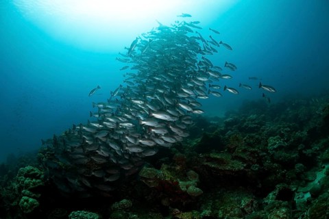 Jordan's snappers (Lutjanus jordani)