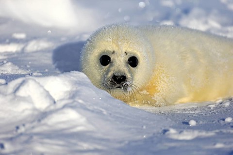 Harp Seal or Saddleback Seal (Pagophilus groenlandicus