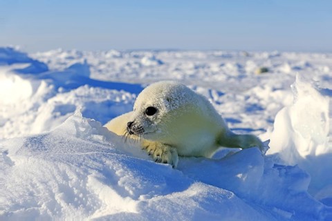 Harp Seal or Saddleback Seal (Pagophilus groenlandicus