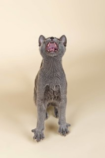 Russian Blue kitten