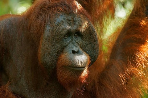 Bornean Orangutan (Pongo pygmaeus)