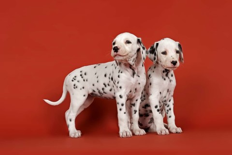 Two Dalmatian puppies