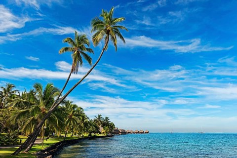 Palm trees on the shore in front of overwater bungalows