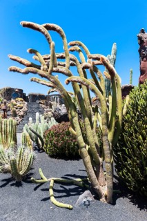 Espostoa guentheri cactus