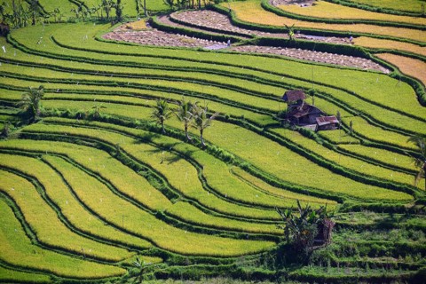 Rice paddies and rice terraces