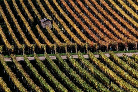 Vineyard in autumn colours