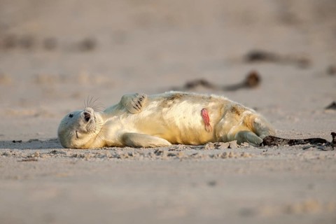 Grey Seal (Halichoerus grypus)
