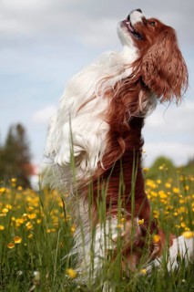 Cavalier King Charles Spaniel standing on its hindlegs in flower meadow