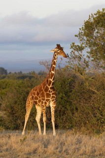 Reticulated Giraffe (Giraffa camelopardalis reticulata) adult