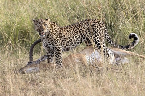 African Leopard (Panthera pardus pardus) adult