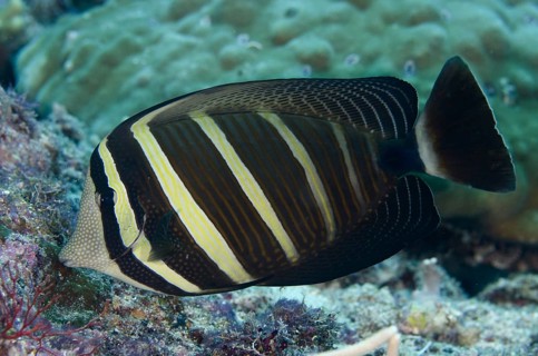 Pacific Sailfin Tang (Zebrasoma veliferum)