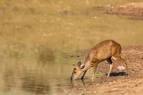 Indian muntjac (Muntiacus muntjak)