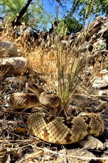 Black-tailed rattlesanke (Crotalus molossus) Chiricahua mountains
