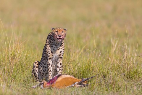 Cheetah (Acinonyx jubatus) with Thomson's Gazelle (Eudorcas thomsonii) as prey