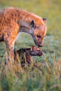 Spotted hyena (Crocuta crocuta) mother animal with cub