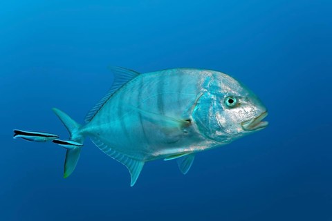 Blue trevally (Carangoides ferdau)