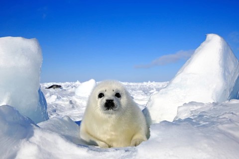 Harp Seal or Saddleback Seal (Pagophilus groenlandicus